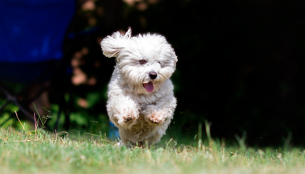 Cotón de Tulear corriendo
