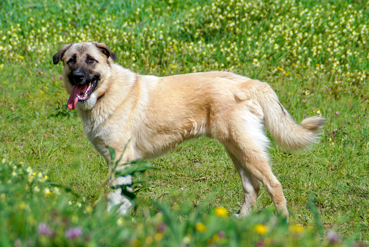 Perro kangal en la montaña