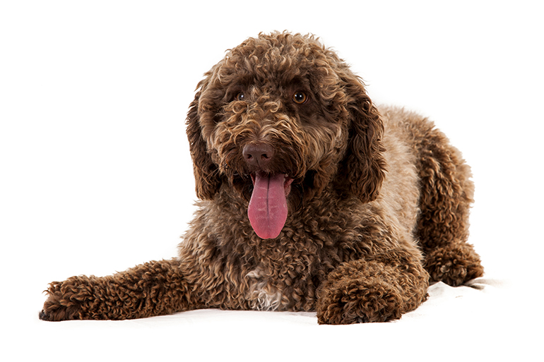 características del perro de agua español