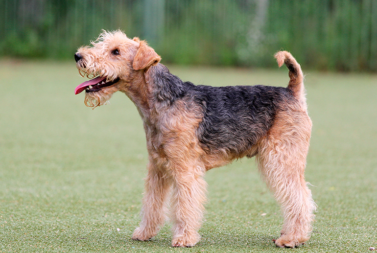 perfil del Lakeland Terrier