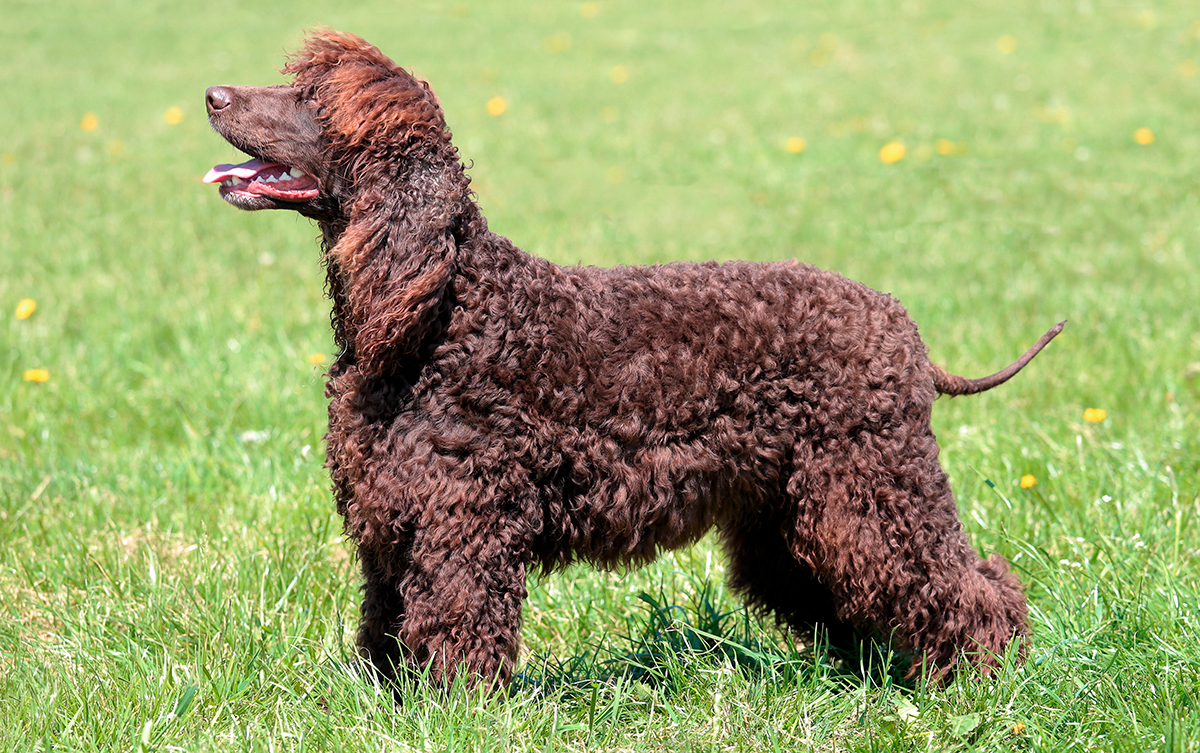 perro de agua irlandés