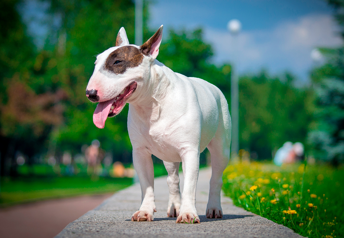 perro de raza bull terrier paseando