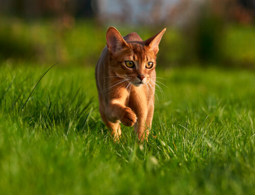 Historia de la raza Abisinio