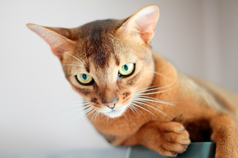 Gato Abisinio buscando una presa