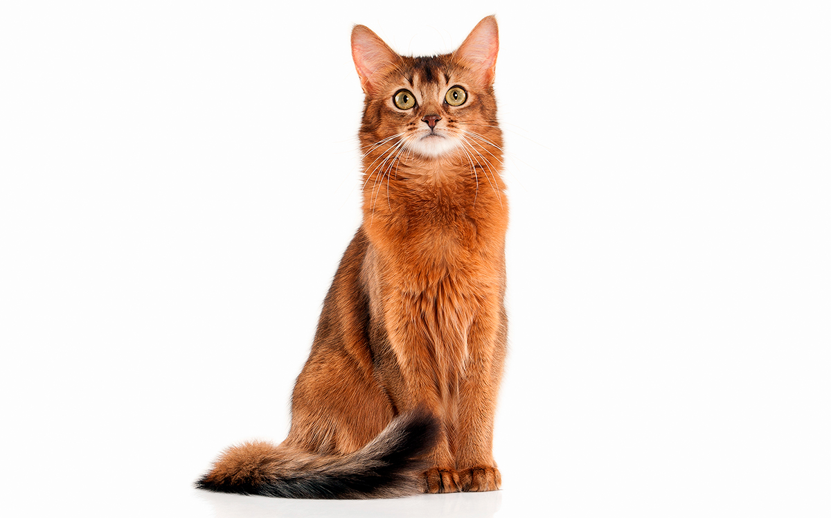cualidades del gato Somalí