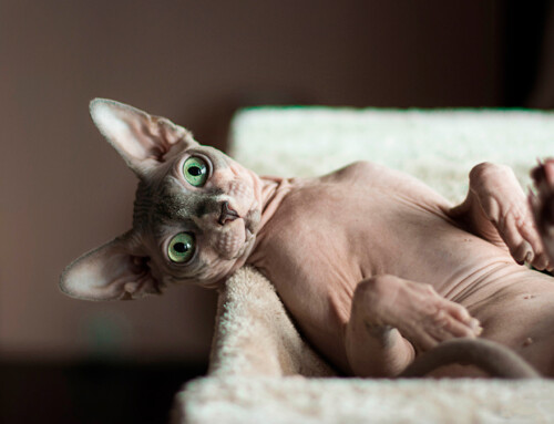 Historia de la raza Sphynx