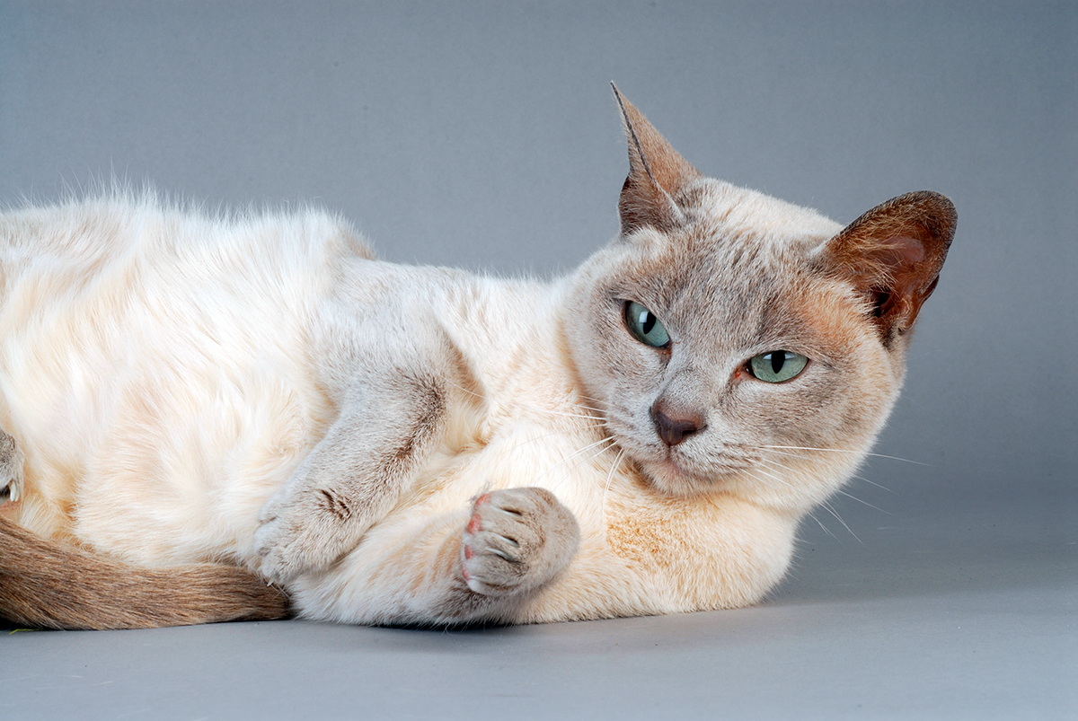 gato Tonkinese tumbado