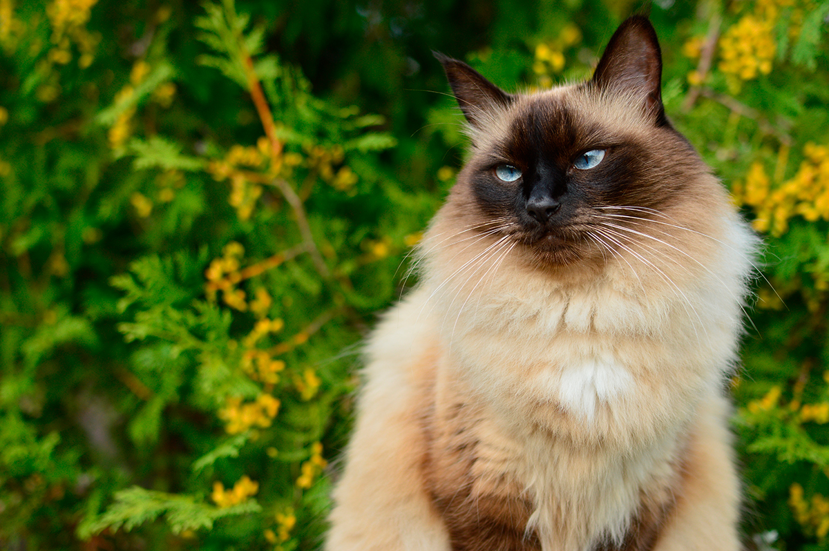 gato de raza balines