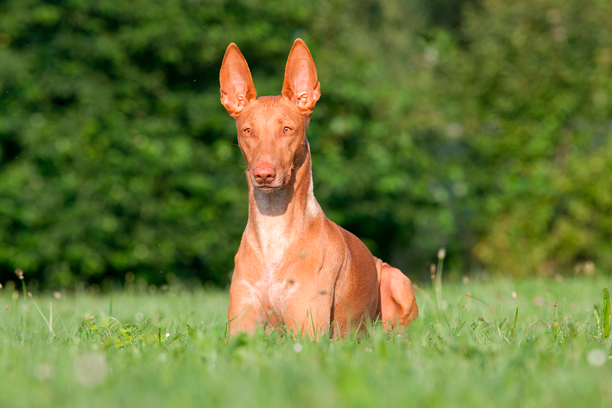 perro del faraón tumbado sobre la hierba