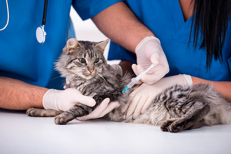 gato en el veterinario recibiendo una vacuna