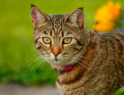 Historia de la raza Pixie Bob