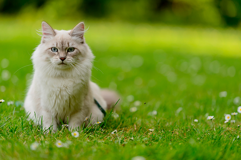 gato siberiano en el cesped