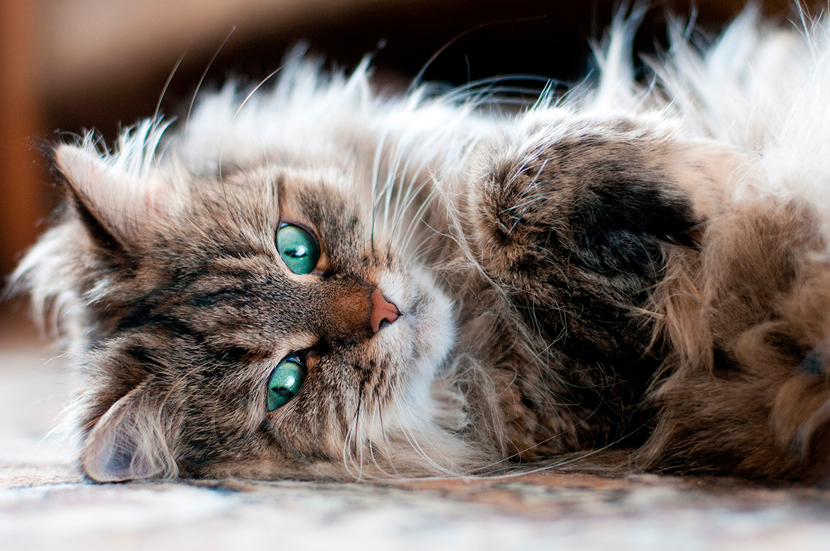 gato siberiano tumbado