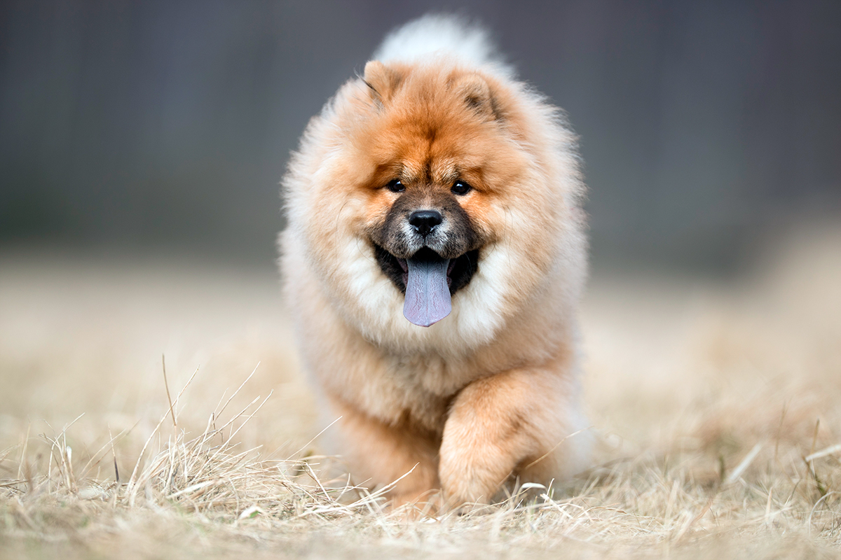 perro chow chow