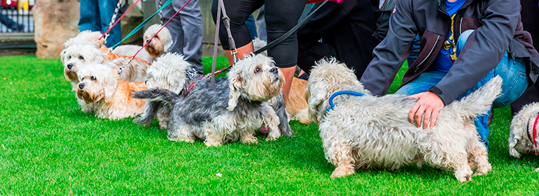 exposición de Dandie Dinmont Terrier