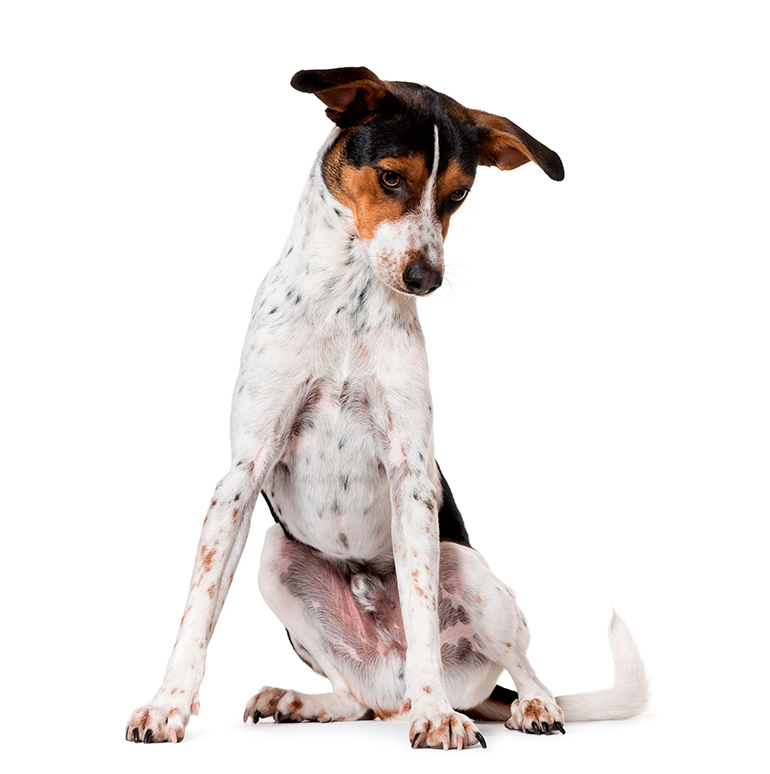 físico del Ratonero valenciano