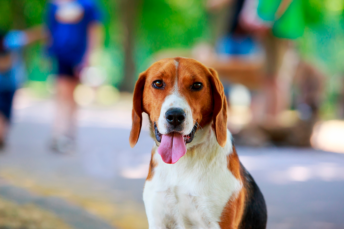 perro de raza Foxhound Americano