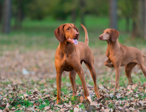 Las mejores razas de perros para la caza