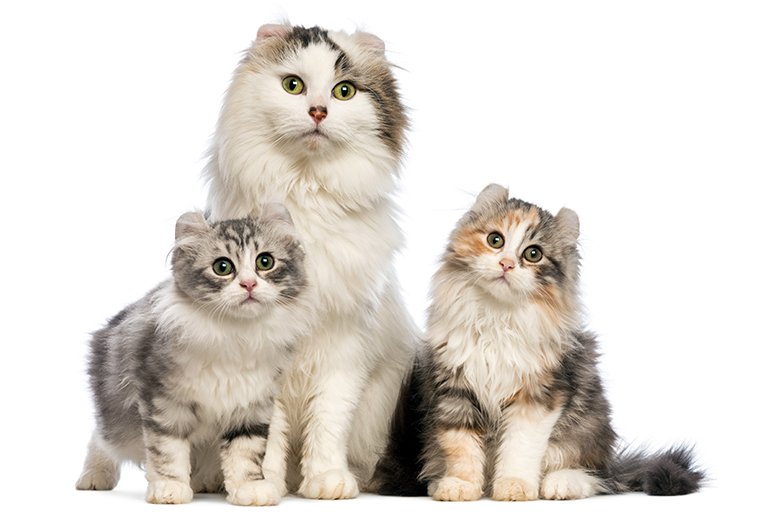 Curl americano con sus cachorros