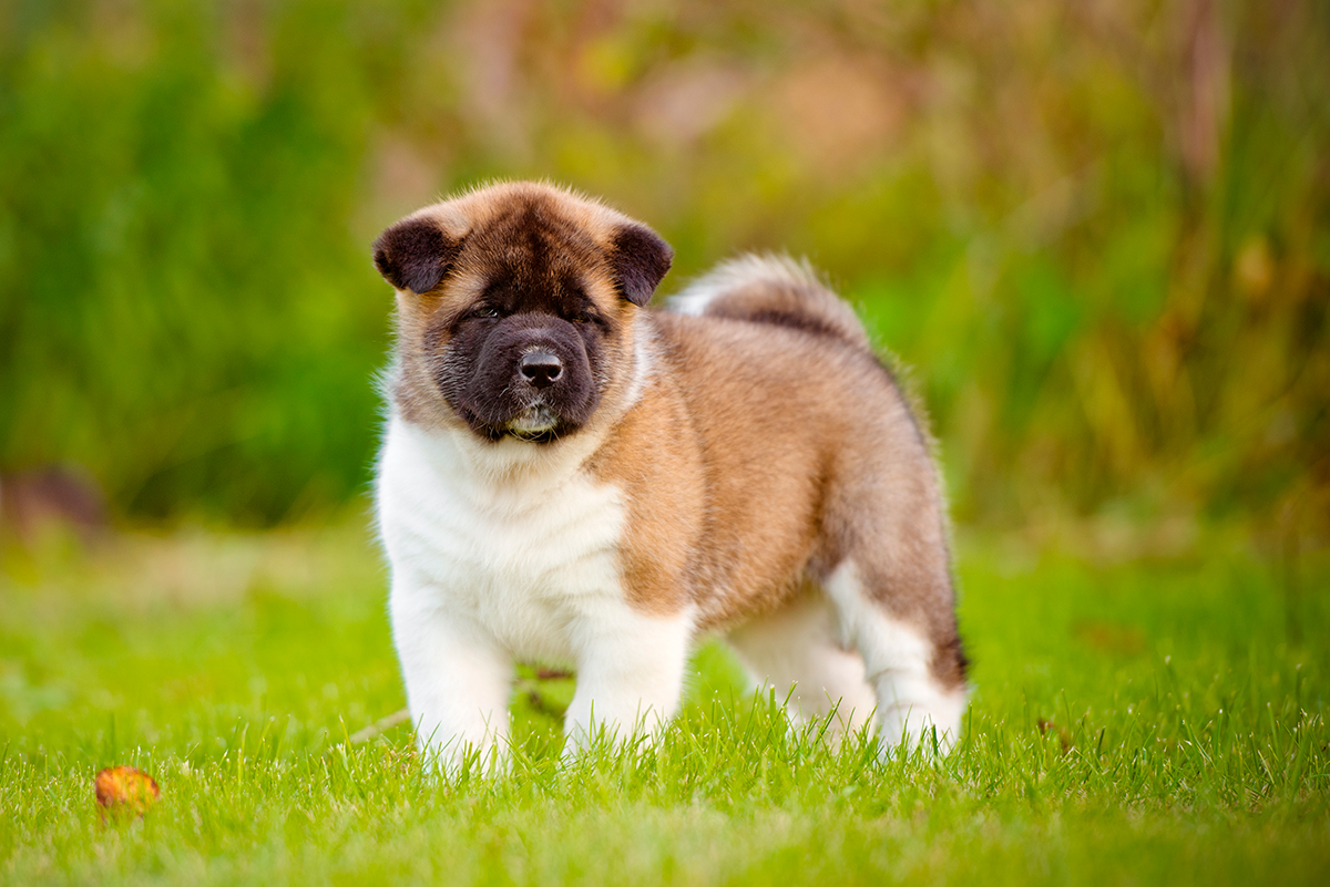 cachorro de perro Akita Americano