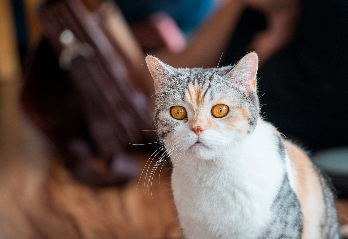 gato American wirehair