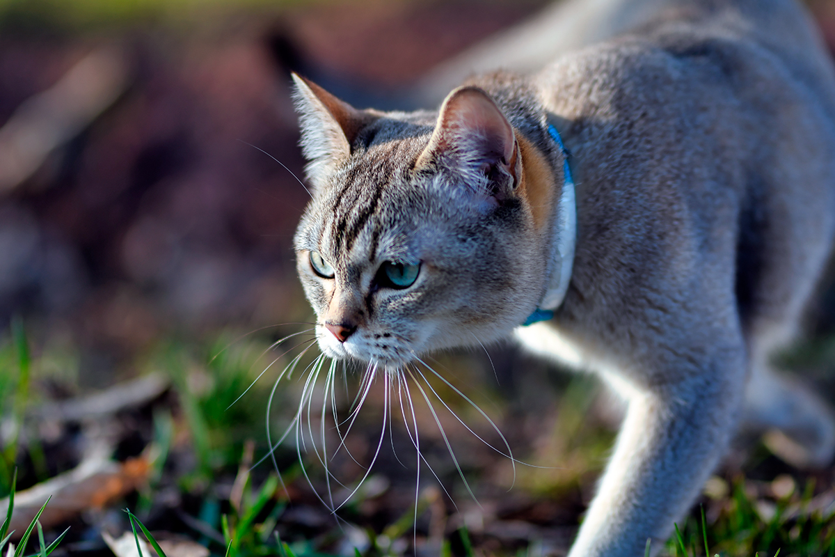 gato Burmilla observando a su presa