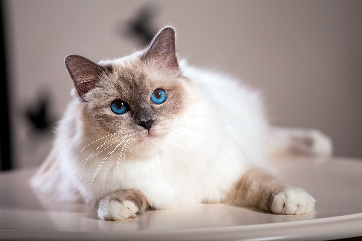 gato Sagrado de Birmania