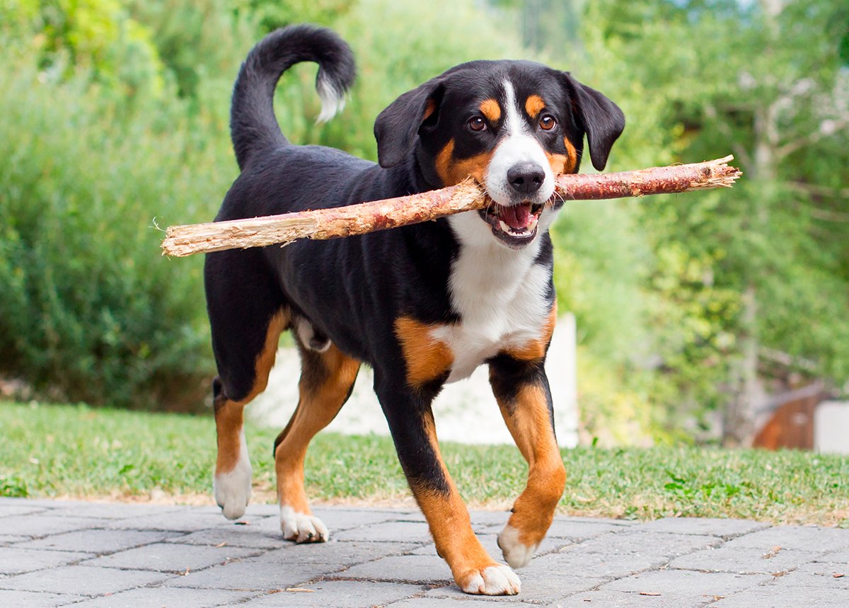 perro Boyero de Appenzell