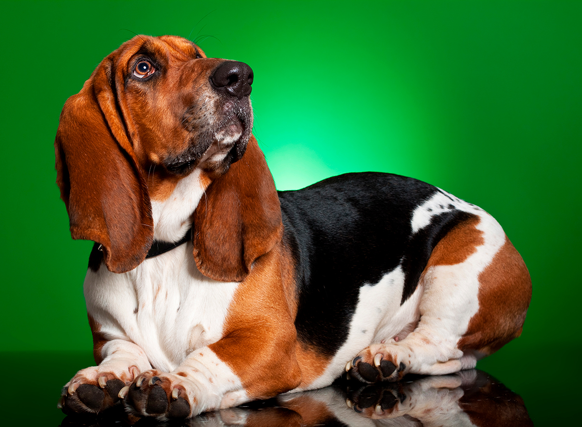 raza Basset Artesiano Normando