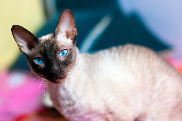 Peterbald-de-ojos-azules