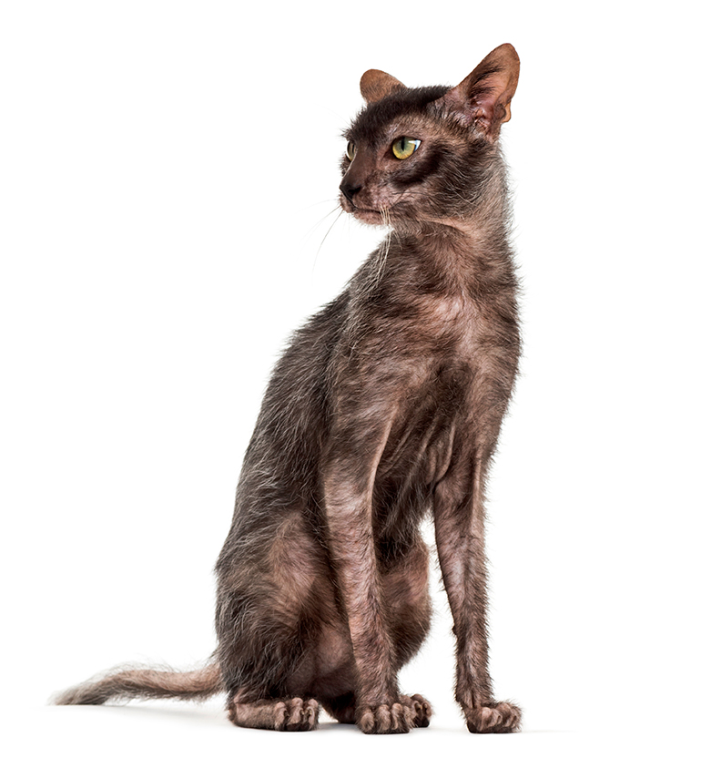 gato Lykoi