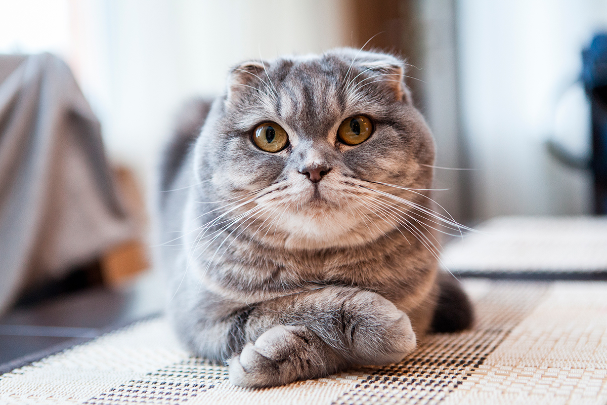 raza Scottish fold