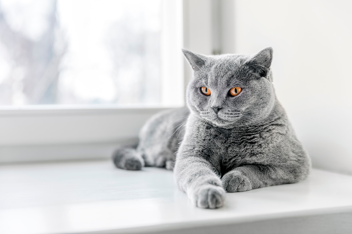 British shorthair