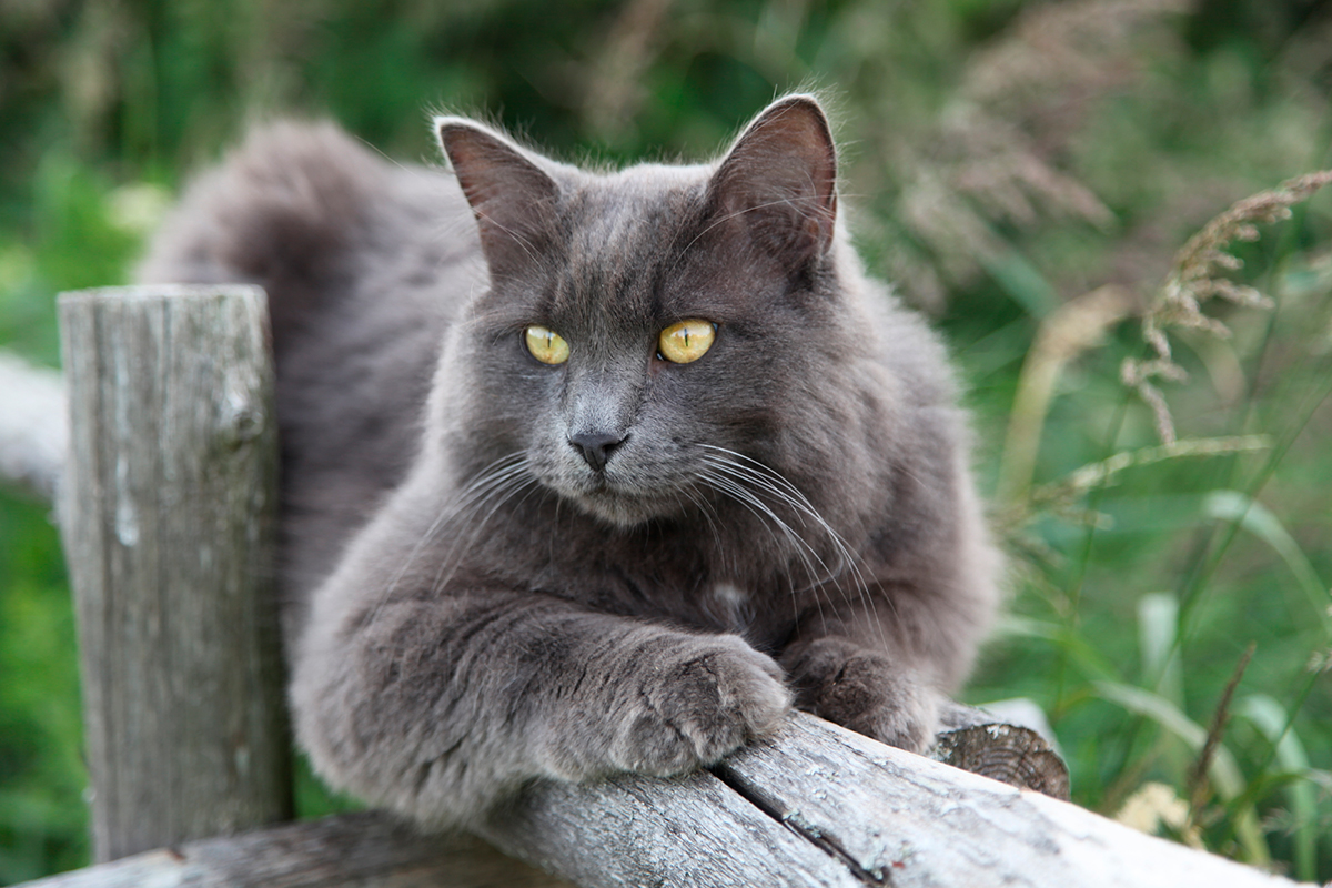Nebelung