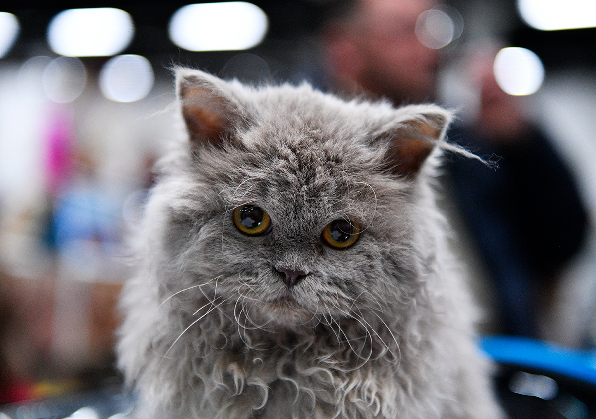 gato Selkirk rex