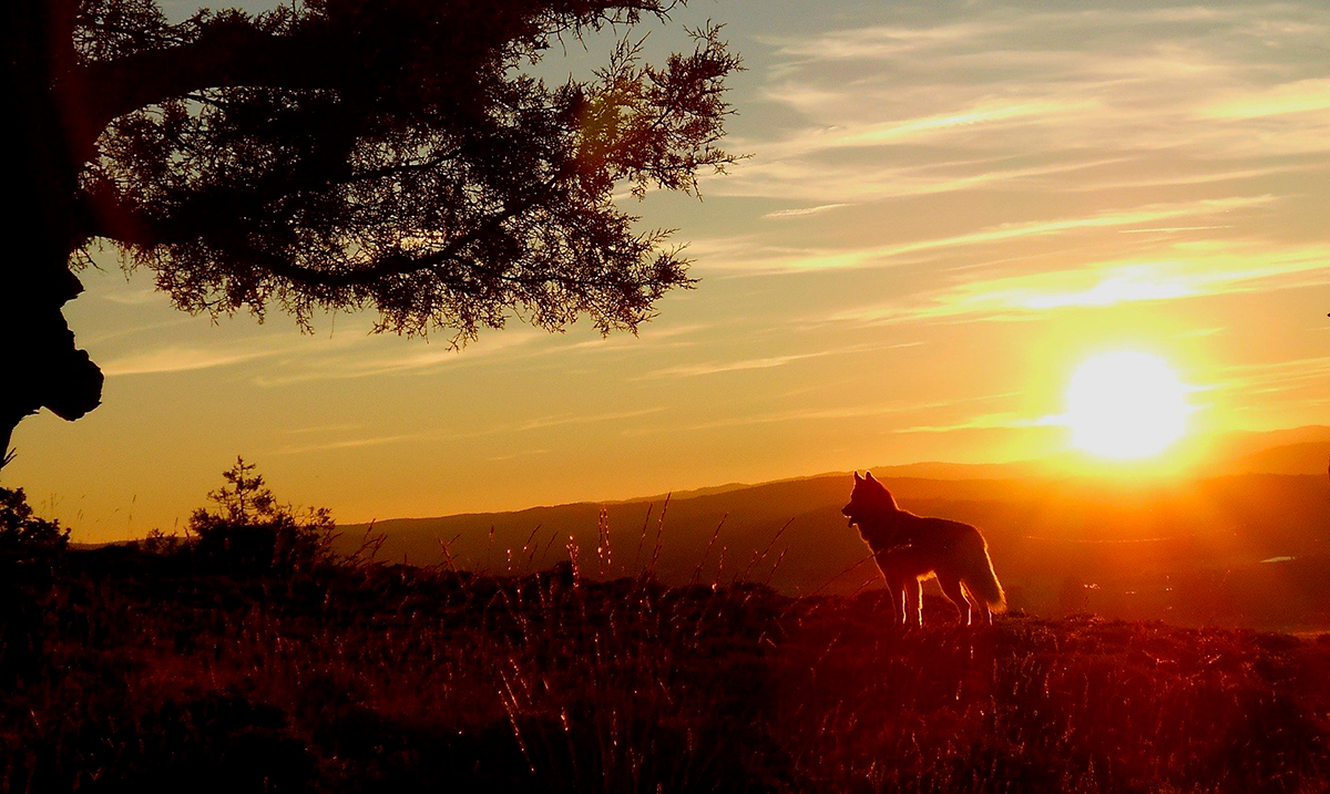 perro al sol