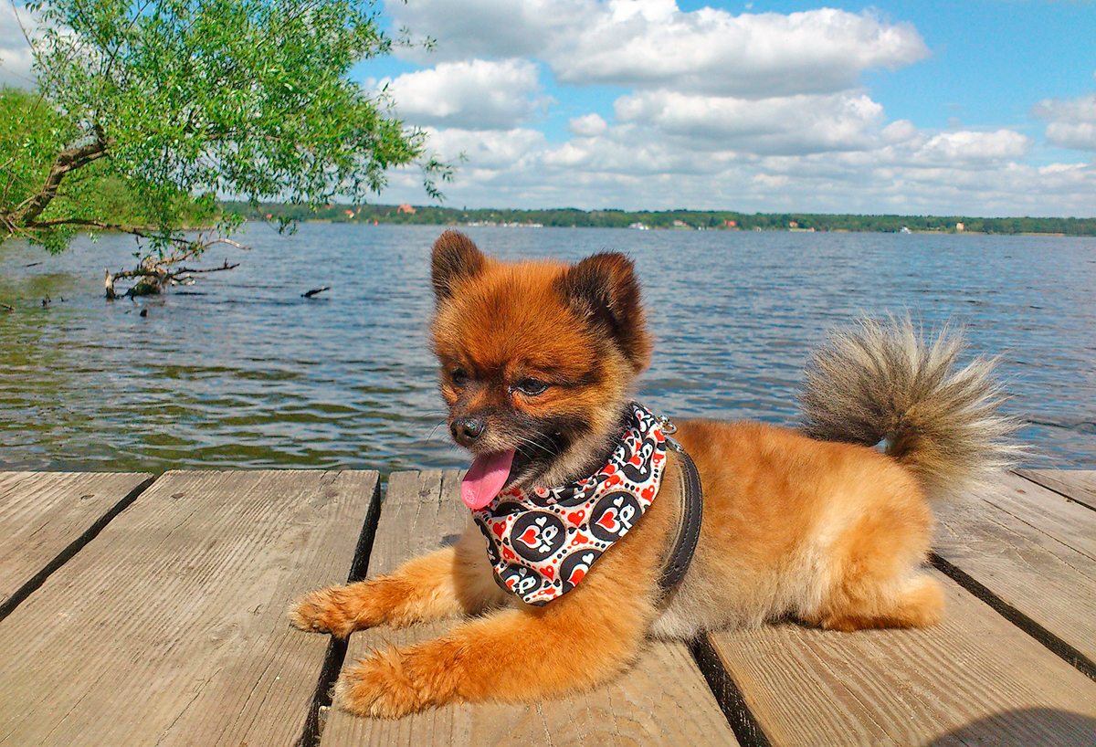 perro pequeno tomando el sol