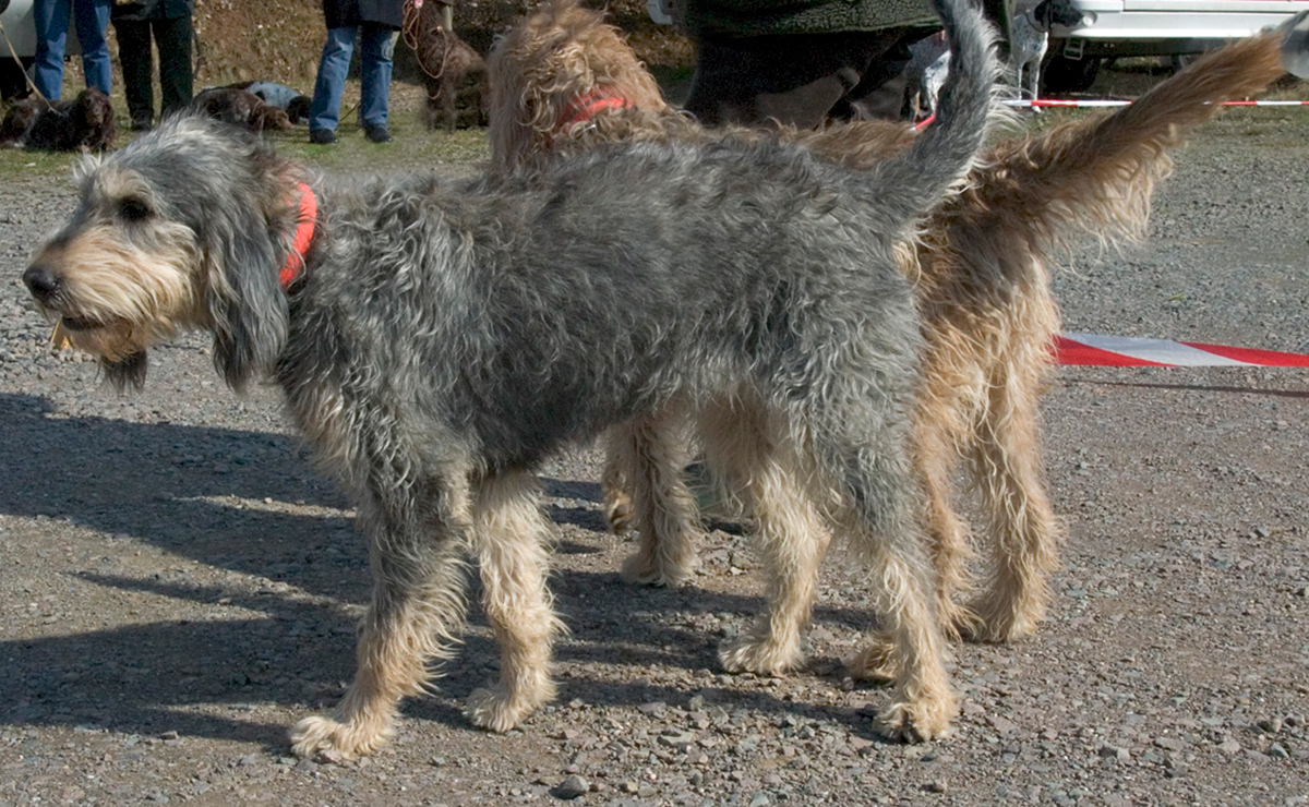 Grifon del Nivernais