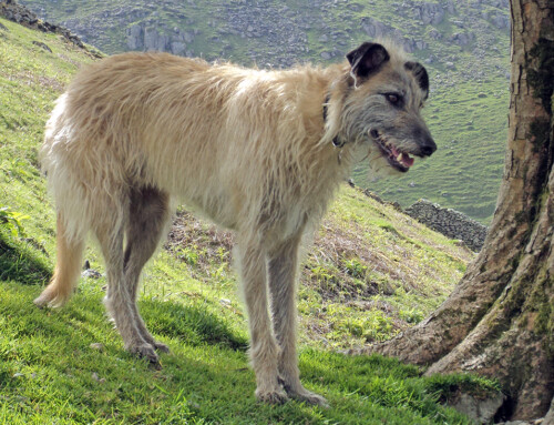 El Lurcher