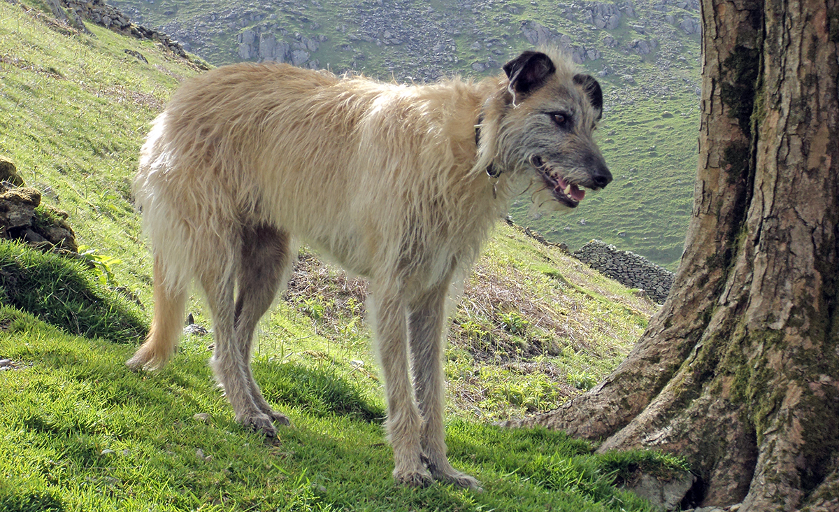 Lurcher
