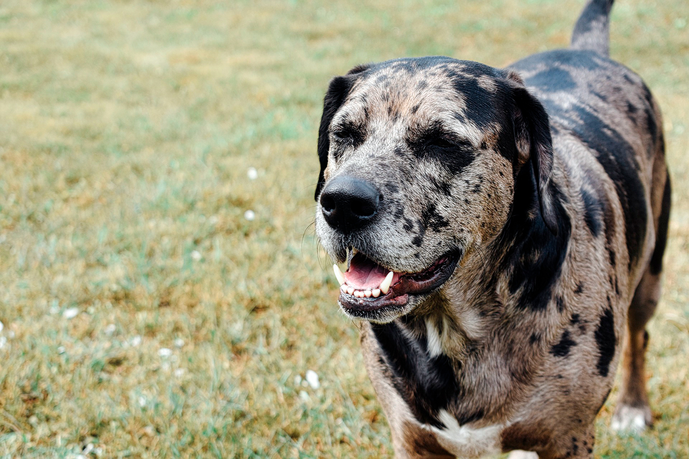 Leopardo de Catahoula