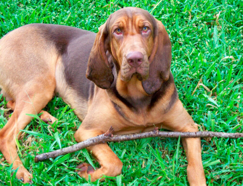 Características y comportamiento del Sabueso polaco