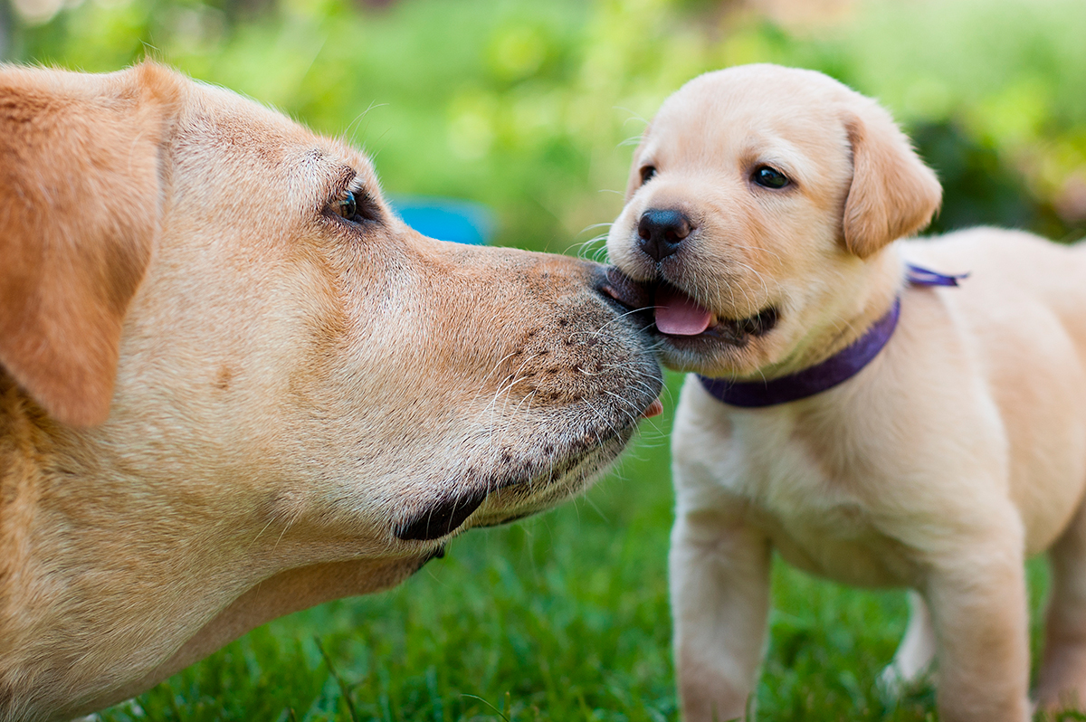 labrador retriever con su madre