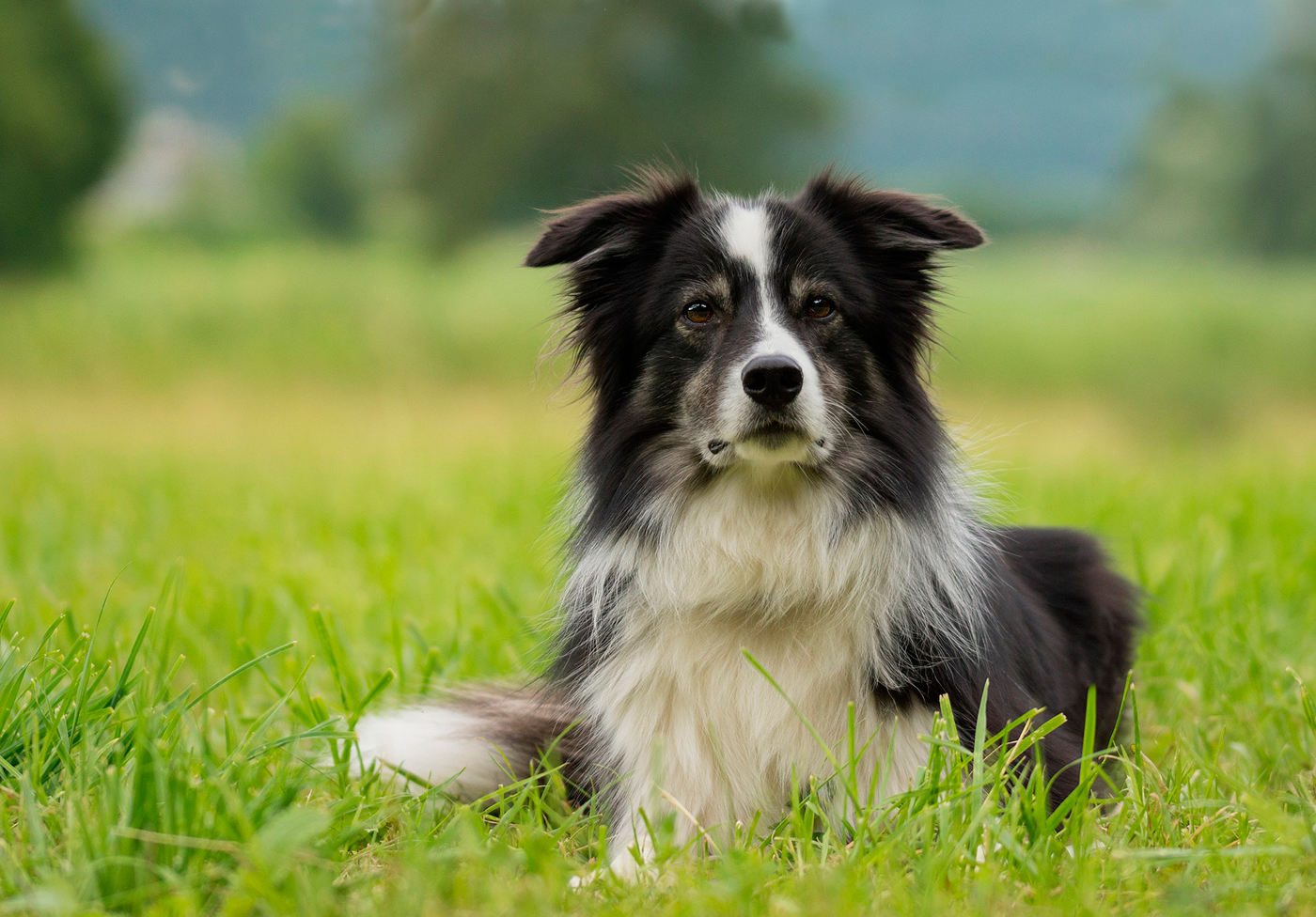 perro border collie
