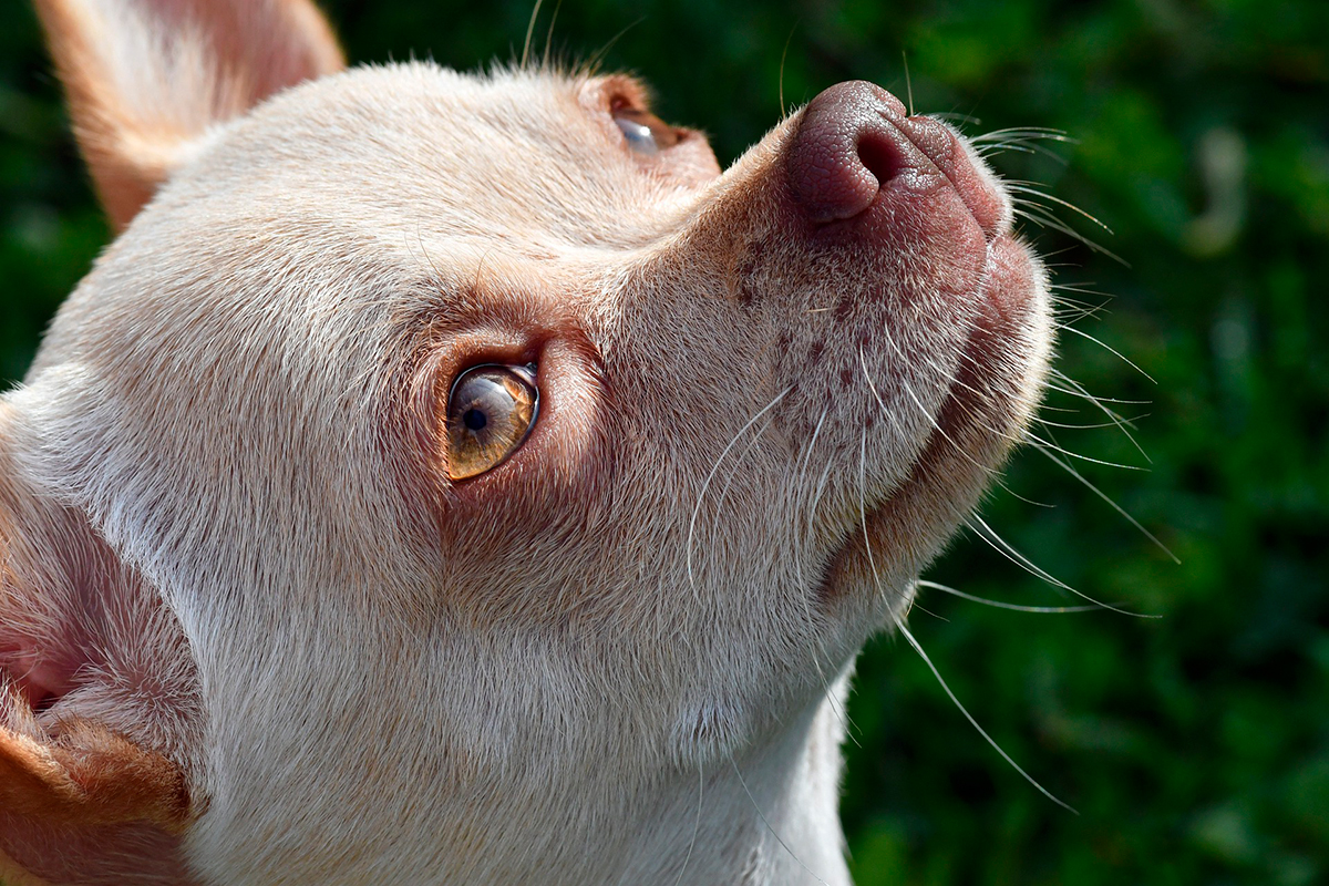 chihuahua cabeza de benado