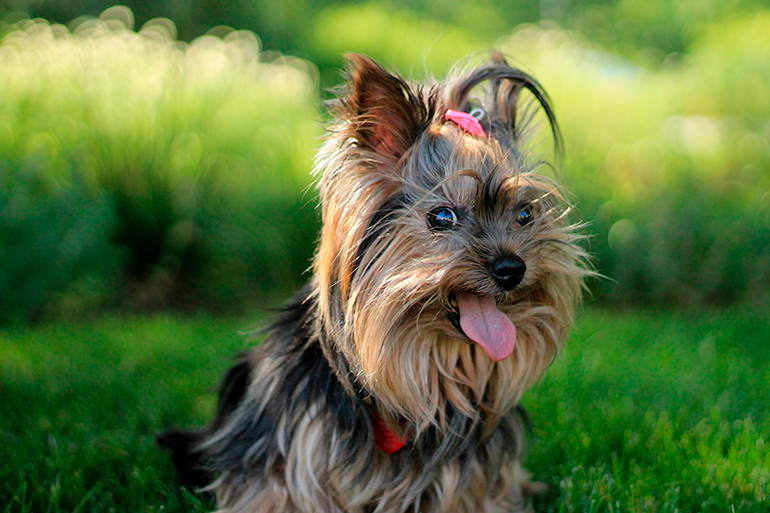 perrita Yorkshire Terrier con un mono