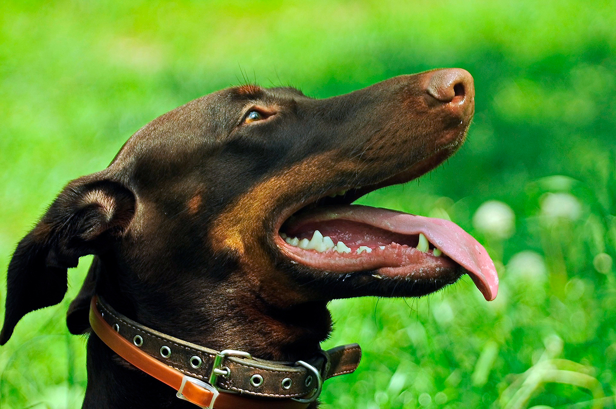 perro doberman