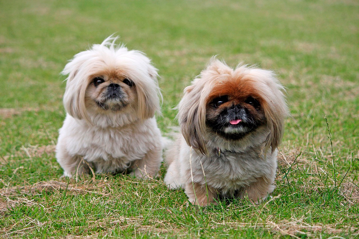 perro pekines