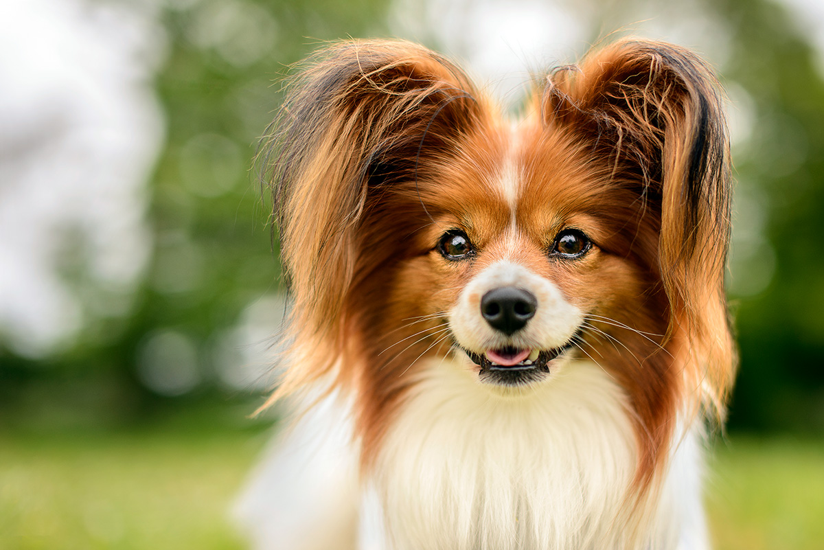 Papillon marron y blanco