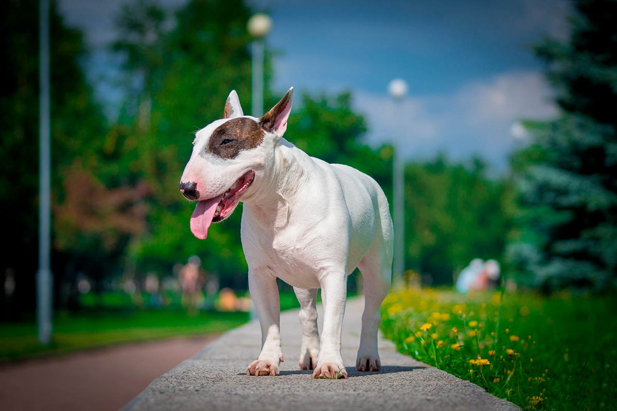 bull terrier blanco paseando